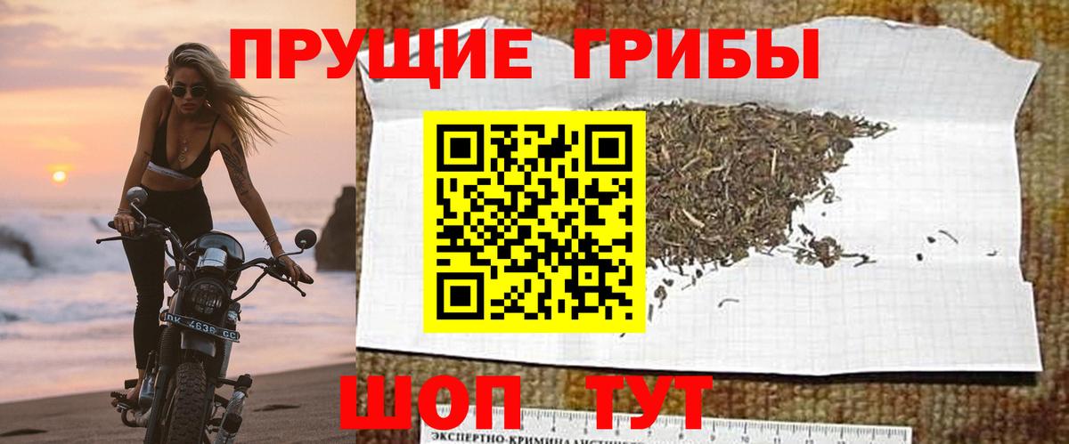 Галлюциногенные грибы Psilocybine cubensis Нерюнгри